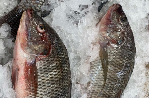 Tilapia, Fresh, On Ice