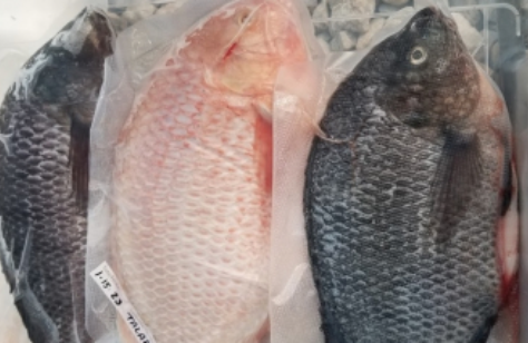 Tilapia Whole Fish, Frozen